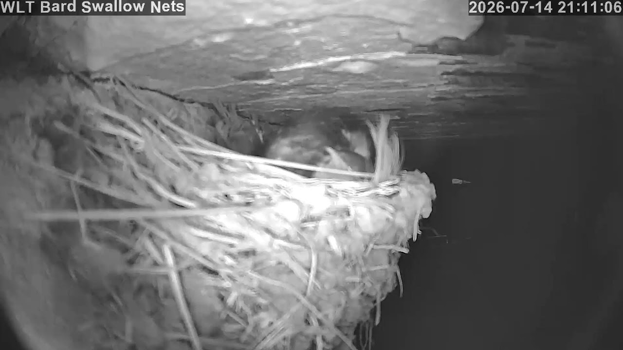 Live webcam view of Barn Swallow Nest Cam