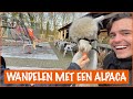 Met een Alpaca door de dierentuin lopen?! ? | DierenpraatTV