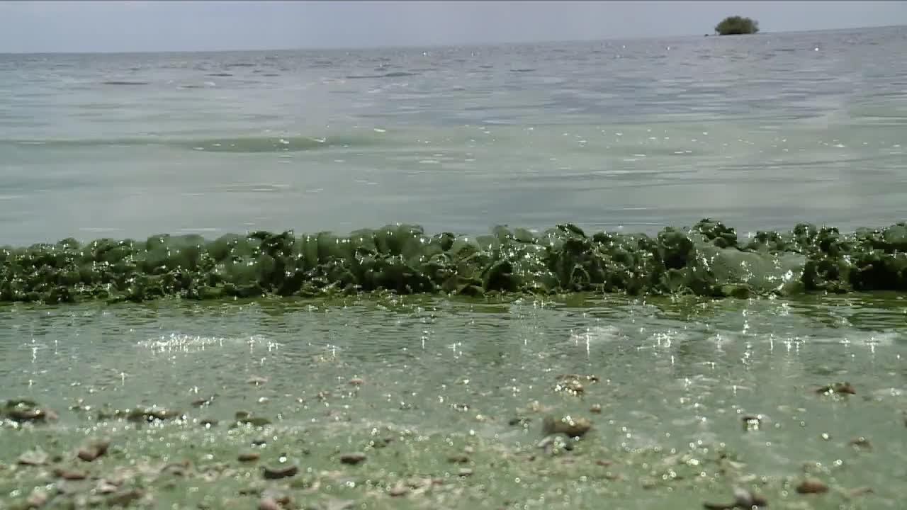 Lake Okeechobee almost completely covered in algae