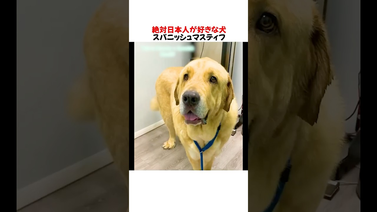 絶対日本人が好きな犬スパニッシュを紹介した結果ｗｗｗｗｗ