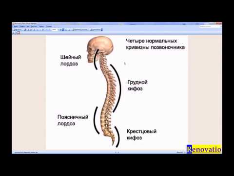 Фиксатор по осанку Корсет для позвоночника при грыже поясничного отдела позвоночника цена в