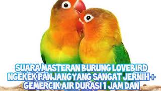 Download lagu SUARA MASTERAN LOVEBIRD NGEKEK PANJANG, JERNIH SUARA GEMERCIK AIR DURASI 1 JAM DENGAN JEDA mp3 Download lagu SUARA MASTERAN LOVEBIRD NGEKEK PANJANG, JERNIH SUARA GEMERCIK AIR DURASI 1 JAM DENGAN JEDA mp3