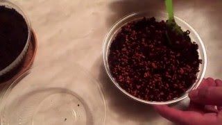 Lila Chili und Litophs - Lebende Steine anbauen! Endlich geschafft :)