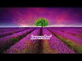 Lavender S Blue Dilly Dilly Rhymes With Lyrics Children Nursery Rhymes Rahini TV