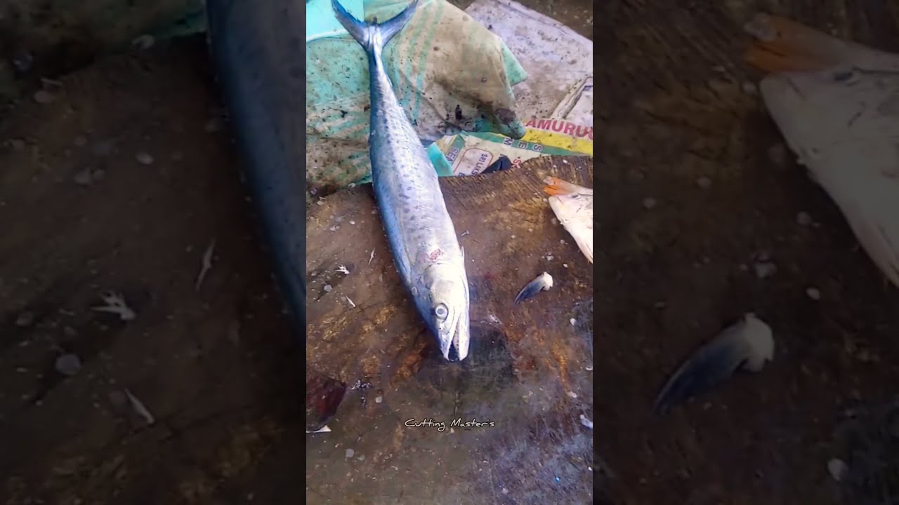 One Minutes Ayakoora Fish Cutting Master's