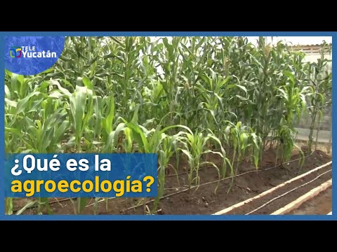 ¿Sabes qué es la agroecología y para qué sirve? Entérate aquí 🍍 | TELE Yucatán