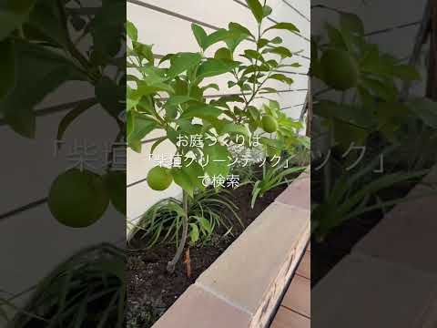 terrasse en bois exotique bankiraï arrière cour