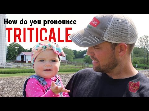 How do you pronounce triticale??