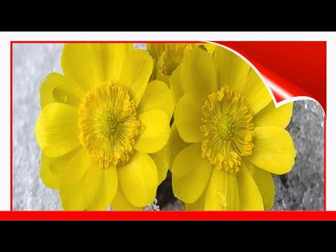 11 Best Landscaping Plants You Should Know About 🛋️