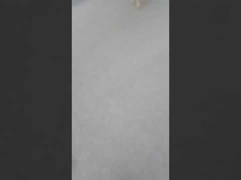 Kako ću ja objasnit sad zašto kasnim u školu -Ovan na Bakamuši, Široki Brijeg