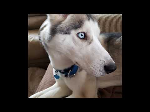 Lucy, an adopted Siberian Husky in Baltimore, MD_image-1