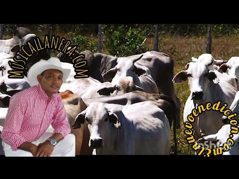 Edilio Cardoza Sansón y Dalila