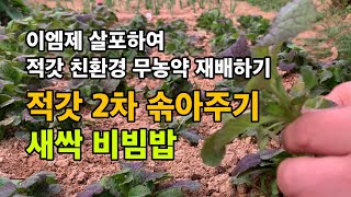 적갓 친환경 무농약 재배 / 적갓 2차 솎아주기 / 향이 좋은 적갓 새싹 비빔밥 / 이엠제 희석하여 살포하기