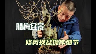 腊梅盆景怎样修剪换盆，操作中一些细节不可忽视