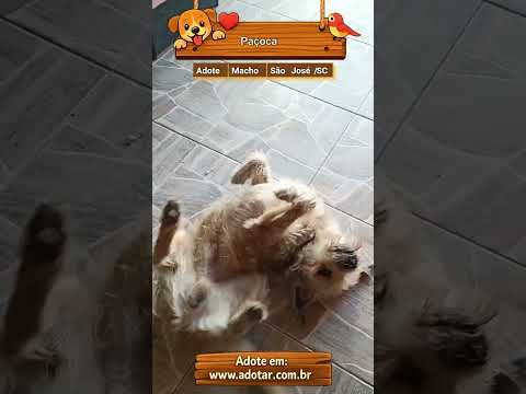 Vídeo de Paçoca