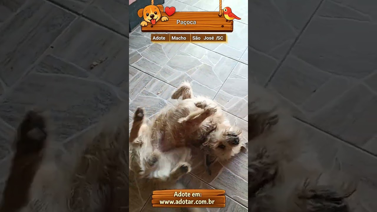 Cachorro raça SRD-ViraLata idade 3 anos nome Paçoca