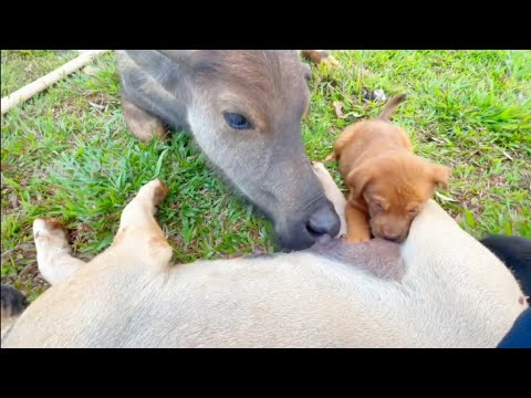 Cow drink dogs milk 😍😍😍😍😍 #cows #cowvideos #dogs #doglover