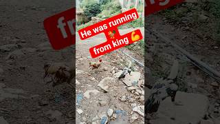 white Java is running 🐓 from king mianwali 💪#shortfeeds #shorts #rooster