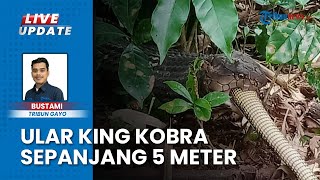 Penemuan Ular King Kobra Sepanjang 5 Meter di Kebun Kopi, Warga Tangkap Pakai Tangan Kosong