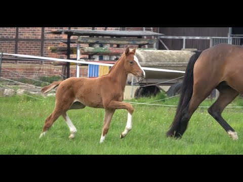 *2021 Stute von Vivat Rex - Background