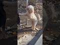 Cute White Dog Is Loving BlackDog Whos That Dog PetLover FamilyDog Hammyandolivia CuteAnimals Nature