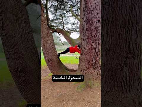 علي عم يلعب تحت الشجرة المسحورة😱