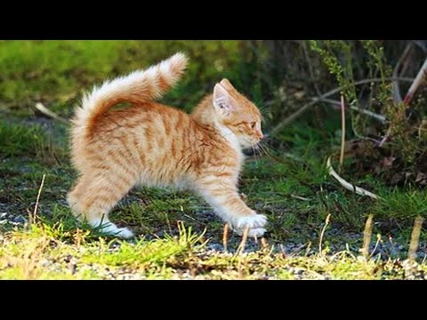 Funny CAT compilation 2020 - Cats Will Make You Laugh Your Head Off  [Funny Pets]
