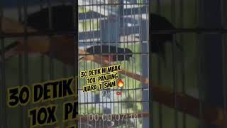 Download lagu JUARA 1 SMM🔥MURAIBATU WANGSIT NEMBAK PANJANG SEKALI mp3 Download lagu JUARA 1 SMM🔥MURAIBATU WANGSIT NEMBAK PANJANG SEKALI mp3