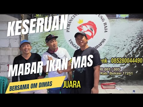 NARIK BABON ||  TIPS MANCING GALAPUNG #mancing #galapung #ikanmas#juara