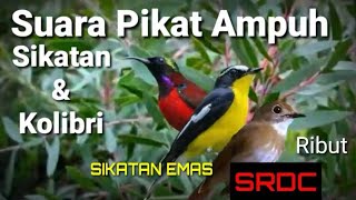 Download lagu Mp3 pikat  sikatan dan Kolibri mp3