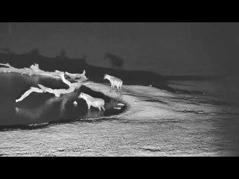 Djuma: Two Hyenas out investigating the pan area - 22:50 - 11/18/18