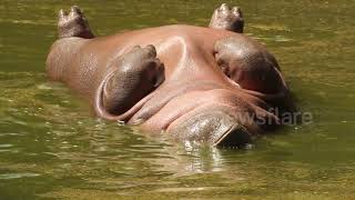 Hippo Relaxes on his Back in Water