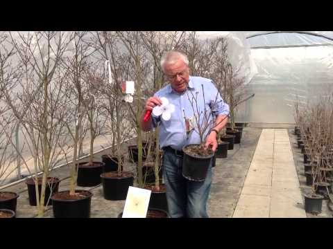 download lagu mp3 mp4 Cornus Florida Venus, download lagu Cornus Florida Venus gratis, unduh video klip Cornus Florida Venus