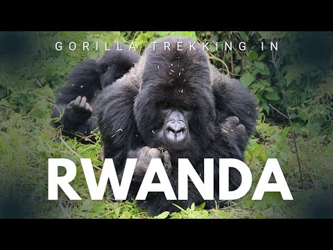 Gorilla Trekking In Rwanda - I Was Grabbed By A Gorilla!