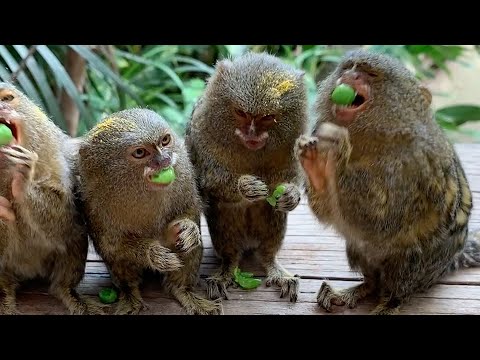 小さすぎるおててで、グリンピース のサムネイル