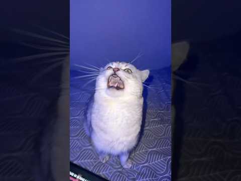 Smart Singing Cat!
