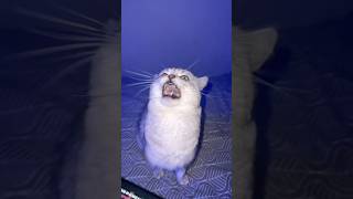 Smart Singing Cat!