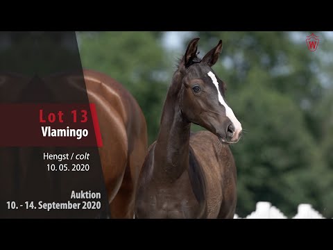 Online-Auktion v. 10. - 14. September 2020 Lot 13 Vlamingo Hengst v. Varihoka du Temple-Quicksilber