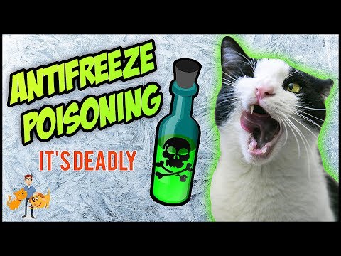 Antifreeze Poisoning In Cats: how much will KILL + can they survive? - Cat Health Vet Advice