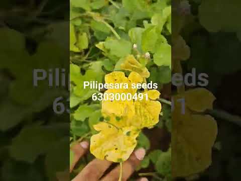 Green Manure Seeds/pilipesara seeds/baby black gram seeds