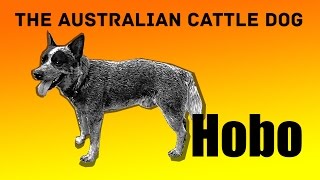 Australian cattle dog Hobo trying to fetch 3 balls. Mental exercises for blue heelers