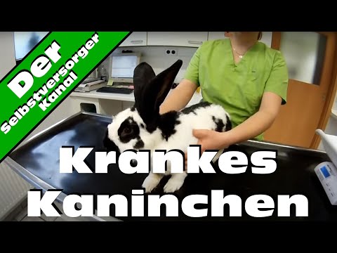 Heilgymnastik in Osteochondrose der lumbalen sakralen Wirbelsäule Gelenke Norm