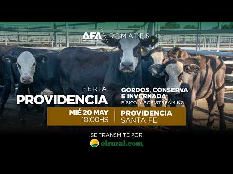 Remate AFA Gordos,  Conserva e Invernada desde Providencia Santa Fe