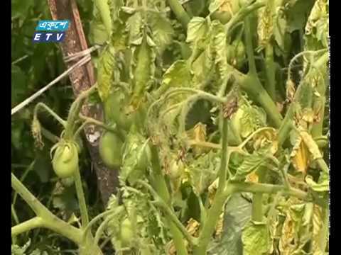দিনাজপুরে টমেটো গাছ অজ্ঞাত রোগে মারা যাচ্ছে