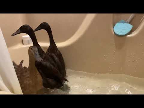 Lolli, Mocha and Sol the Ducks - Taking a Shower - December 9, 2021