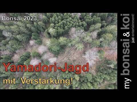 Bonsai 2023-12 - Yamadori-Jagd mit Verstärkung!