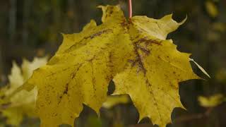 Autumn Is Floating In Music Video