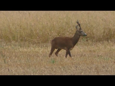 Bockjagd zur Blattzeit im Wendland