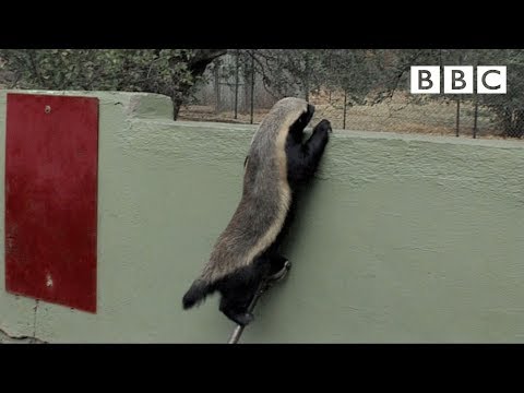 This Honey Badger Is the New Houdini!