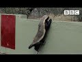 Honey Badger Houdini - Honey Badgers: Masters of.